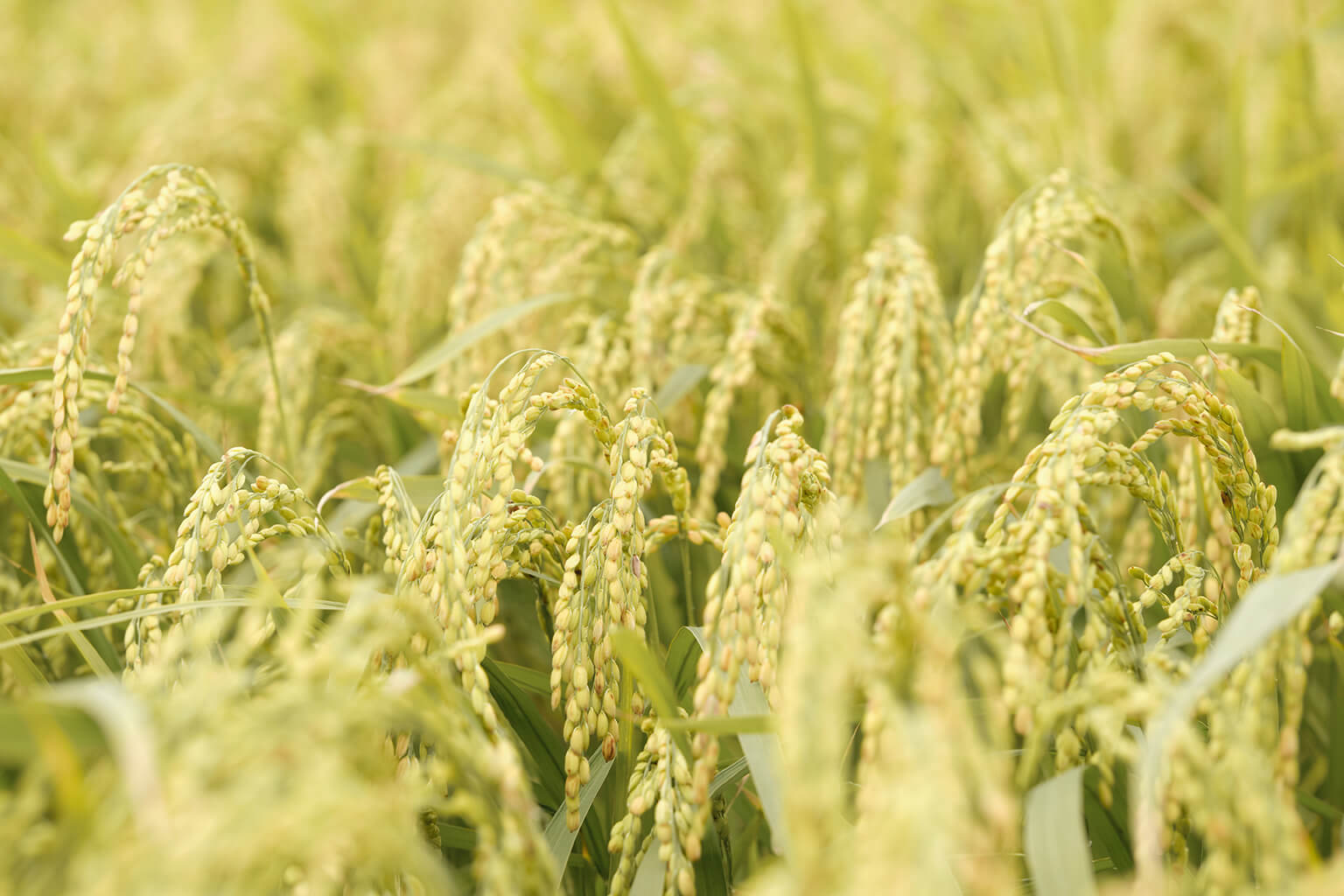 Rice in field